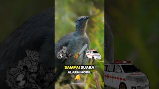 BURUNG INI BISA NIRUIN SUARA MESIN CHAINSAW ALARM MOBIL BAHKAN SUARA BAYI NANGIS😱😱 lyrebird [upl. by Hanshaw]