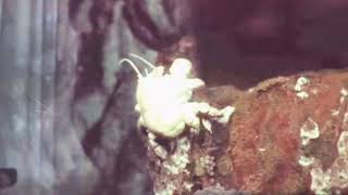 Yeti crab eating from the hydrothermal vents [upl. by Nedrah]