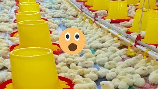 Live Tips amp Tricks for Successful Broiler Chicken Farming [upl. by Alrrats]