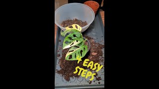 How to Repot Variegated Monstera Adansonii StepbyStep [upl. by Akemihs]