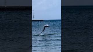 Catching huge tarpons from the beach on 6 lb test [upl. by Airoled]