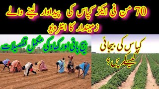 Village Life I Cotton Sowing in Punjab Pakistan I Cotton Production I interview of Simple Farmer [upl. by Euqnimod]