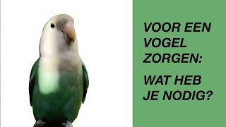 Voor Een Vogel Zorgen Wat Heb Je Nodig parkiet dwergpapegaai [upl. by Ecnerat]