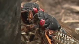 Are cicadas dangerous to your pets [upl. by Congdon]