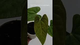 FS x Luxurians plants anthuriumplant plantlover anthurium tanamanhias anthuriumindonesia [upl. by Weinhardt]