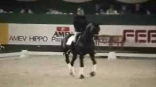 Dressage Horses Dressur Pferde Jumpstyle Music [upl. by Gwyn]