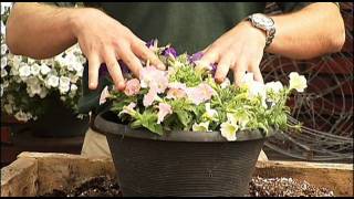 How to Plant your Surfinia Petunias [upl. by Lindholm]