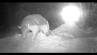 Rare giant armadillo birth recorded [upl. by Atnim]