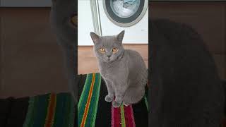 British Shorthair Cats [upl. by Haseefan]