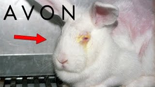 Los SECRETOS OCULTOS De AVON  ¿Realmente Usan Conejos [upl. by Queenie]