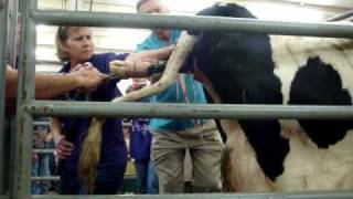 A calf is born at the Kansas State Fair [upl. by Settle]