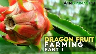 Dragon fruit farming in the Philippines  Dragon fruit farming Part 1 Agribusiness [upl. by Eidoc]