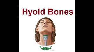 Hyoid Bone  The Bodys Only Floating  2024 [upl. by Groot385]