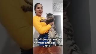 MI SOBRINO GATUNO cat lovecat respetoanimal shortsviral [upl. by Adnuahsor646]