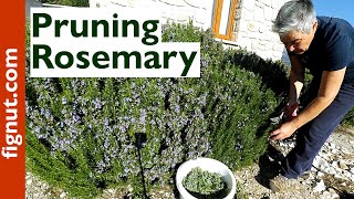 Pruning Rosemary Bush [upl. by Jaunita]