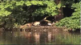 Connaught Water in Epping Forest  fully accessible pathways and walk [upl. by Kris]