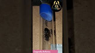 Camponotus barbaricus looking for a new home  antsparadisecom [upl. by Fredella418]