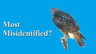 Identify Birds Redtailed Hawk [upl. by Aivek50]