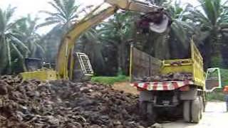 Palm Oil Mill BioMass Composting [upl. by Emee]