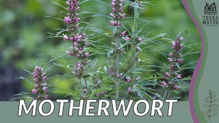 MOTHERWORT Information Description amp More Leonurus cardiaca [upl. by Euqnimod232]