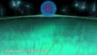 ViNCeNS Part3  Biomedical Animation  University of Sheffield [upl. by Atsirc178]