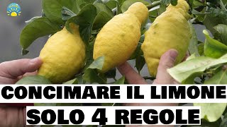 Concimare il LIMONE  4 REGOLE DA SAPERE  Prodigio limone AGRUMI e SEMPREVERDI [upl. by Ernie]