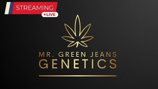 LIVE w Mr Green Jeans Genetics IM BACK [upl. by Erdna]