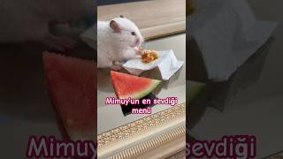 Mimuy dolma karpuz yiyor 🍉🫑 hamster yemek hamsterfood [upl. by Eonak]