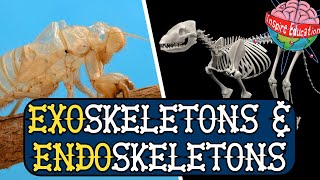 Exoskeletons and Endoskeletons [upl. by Verda]