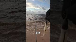 Los Fluke nunca fallan  Robalon fishing pesca snookfishing [upl. by Issej41]