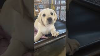 The Cutest Labrador Puppies Ever Pt 3 [upl. by Odnalro]