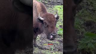 Strongest members of bovidae family cowcowvideosbisoncapebuffalomuskoxstrongestanimals [upl. by Strang]