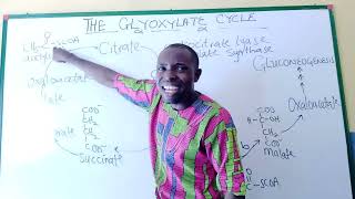 GLYOXYLATE CYCLE its theoretical explanation and metabolic pathway ADRENALINE D BAZUKA PROPHET [upl. by Lacie459]