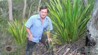 Anguss Plants for Aussie Birds  Grevillea speciosa [upl. by Anegal]