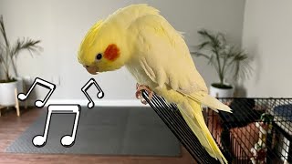 Female Cockatiel Singing Sounds [upl. by Culberson453]