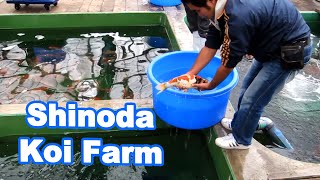 Selecting Koi Fish at Shinoda Koi Farm DOITSU selection [upl. by Ttenaj]