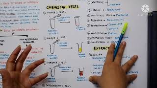 Alkaloids overview What are alkaloids  Pharmacognosy Eduluminescence [upl. by Orgalim551]