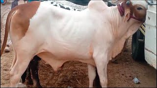 Qurbani 2025 bull Collection Munasb Rates fasil bhai Great work [upl. by Oibaf]