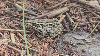 Pickerel Frog 🐸 [upl. by Stella]