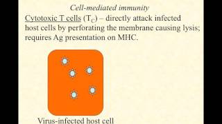 BIO2020 Episode 066 adaptive immunity Tccell response [upl. by Aivatra]