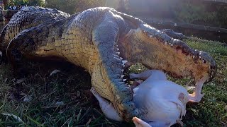 Giant Crocodiles amp Alligators gobble up Thanksgiving Turkeys [upl. by Claire]