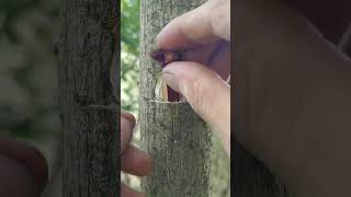 See How to Graft fruit Trees grafting fruittrees satisfying plants tree shorts [upl. by Kosse]