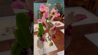 Traspasándola en maceta de vidrio🪴🩷🫙viralshort viralvideo orquideas orchid orquideaslindas ￼ [upl. by Attenat]