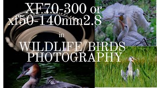 FUJIFILM XF70300mm or XF50140mm28 IN BIRDSWILDLIFE PHOTOGRAPHY [upl. by Terence]