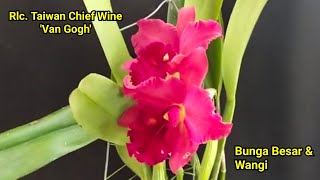 Rlc Taiwan Chief Wine Van Gogh [upl. by Jedd832]