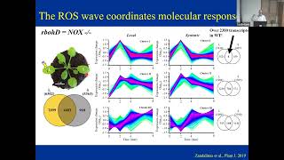 Ron Mittler ROS and redox signaling in plant stress responses [upl. by Assin610]