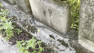 🇯🇵 I encountered a big snake at Urabedake 20230604 [upl. by Eniretak]