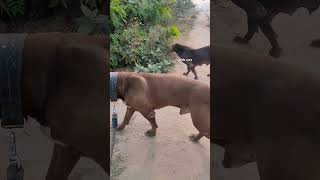 american bully vlog india pitbull dog ytshorts feedshorts pets doglover [upl. by Melquist445]