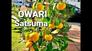 My OWARI SATSUMA MANDARIN in a Container  HARVESTING AND TASTING ITS FIRST FRUITS [upl. by Martens]