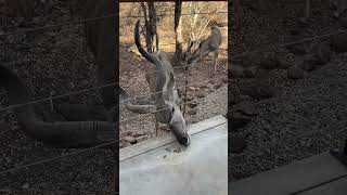 Feeding animals in Marloth Park Kruger kudu krugernationalpark [upl. by Annawd]